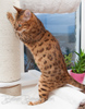 Bengal Cat rosetted